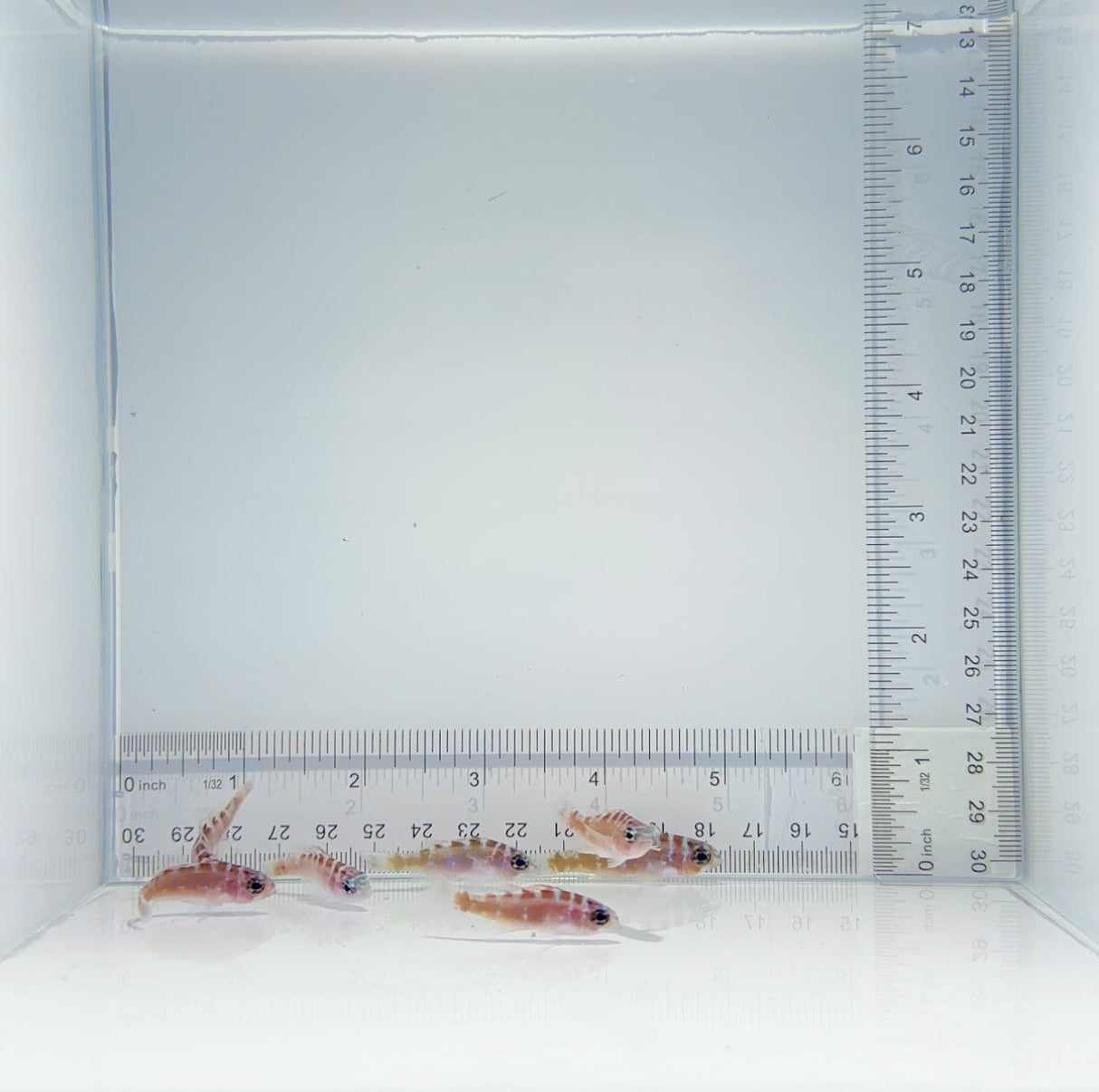 Chalk Basslet Fish