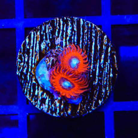 Charmander Zoanthids Coral