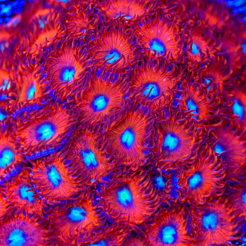 Charmander Zoanthids Coral