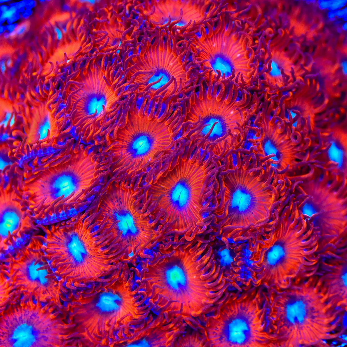 Charmander Zoanthids Coral