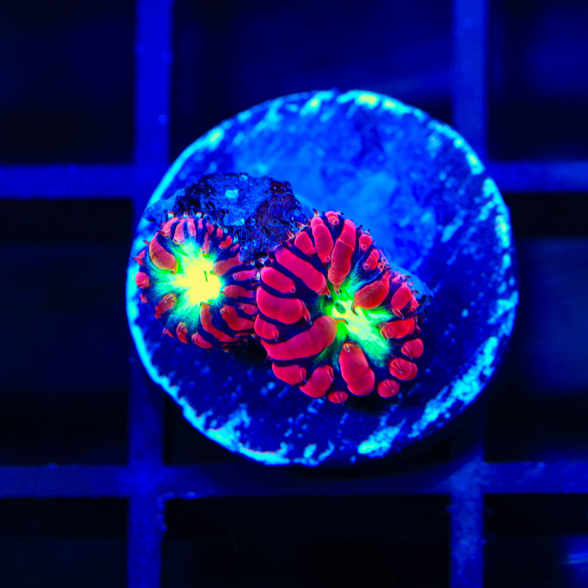 Cherry Blastomussa Coral