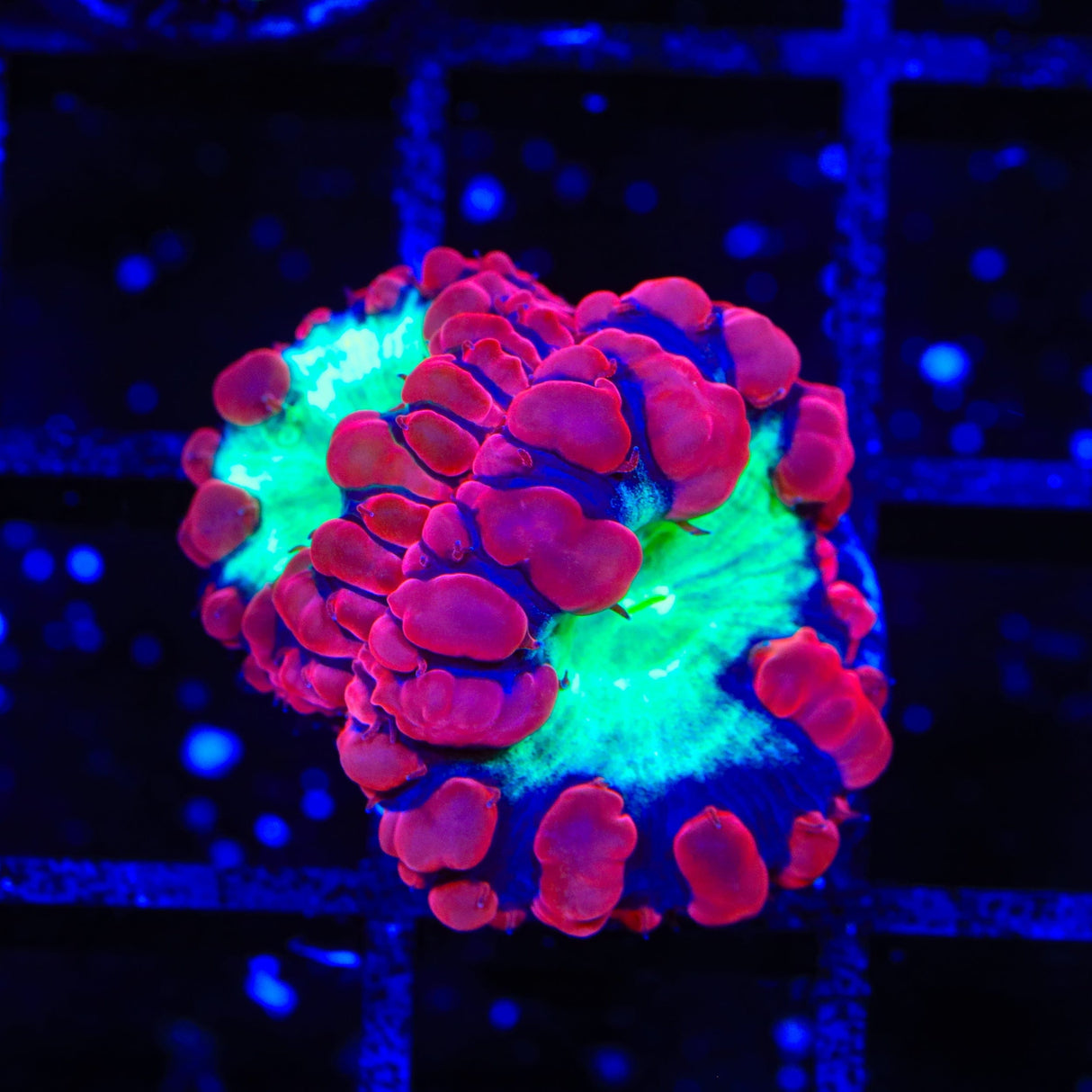 Cherry Blastomussa Coral
