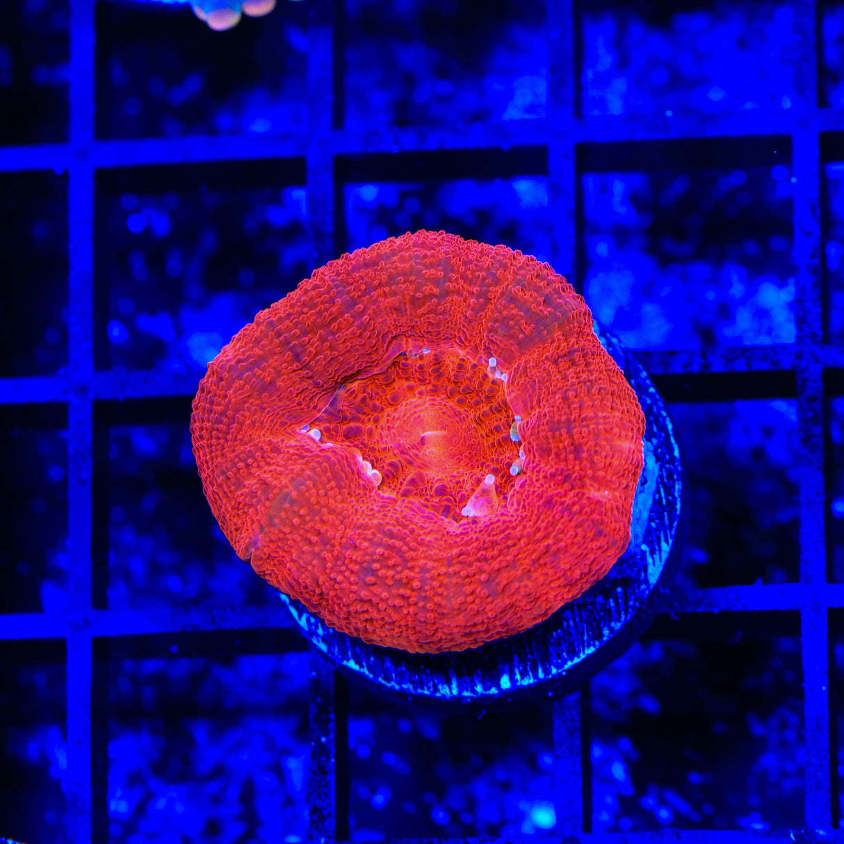 Cherry Bowerbankii Coral