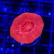 Cherry Bowerbankii Coral