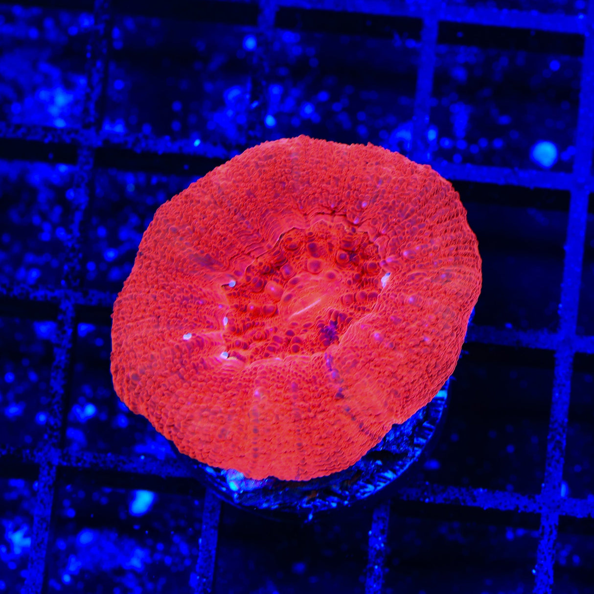 Cherry Bowerbankii Coral