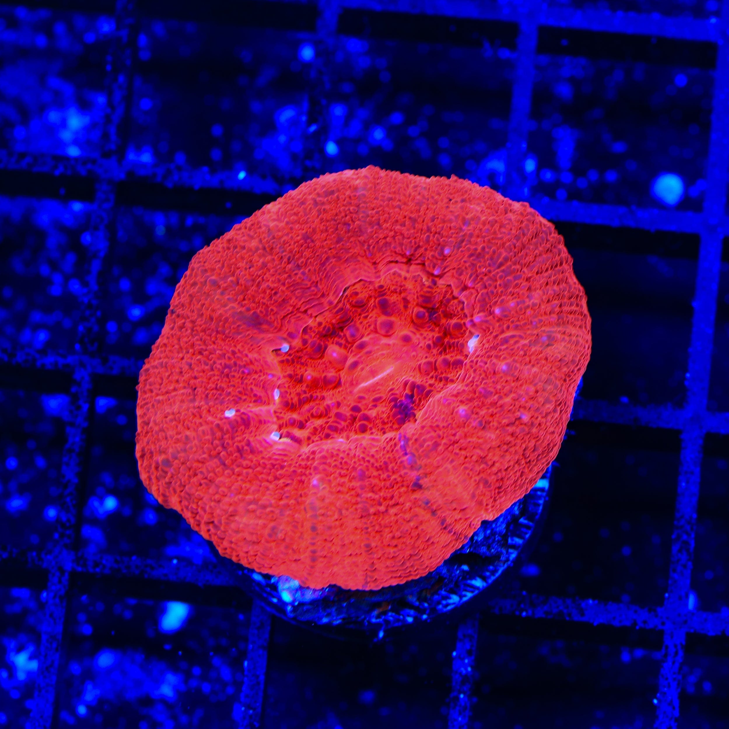 Cherry Bowerbankii Coral