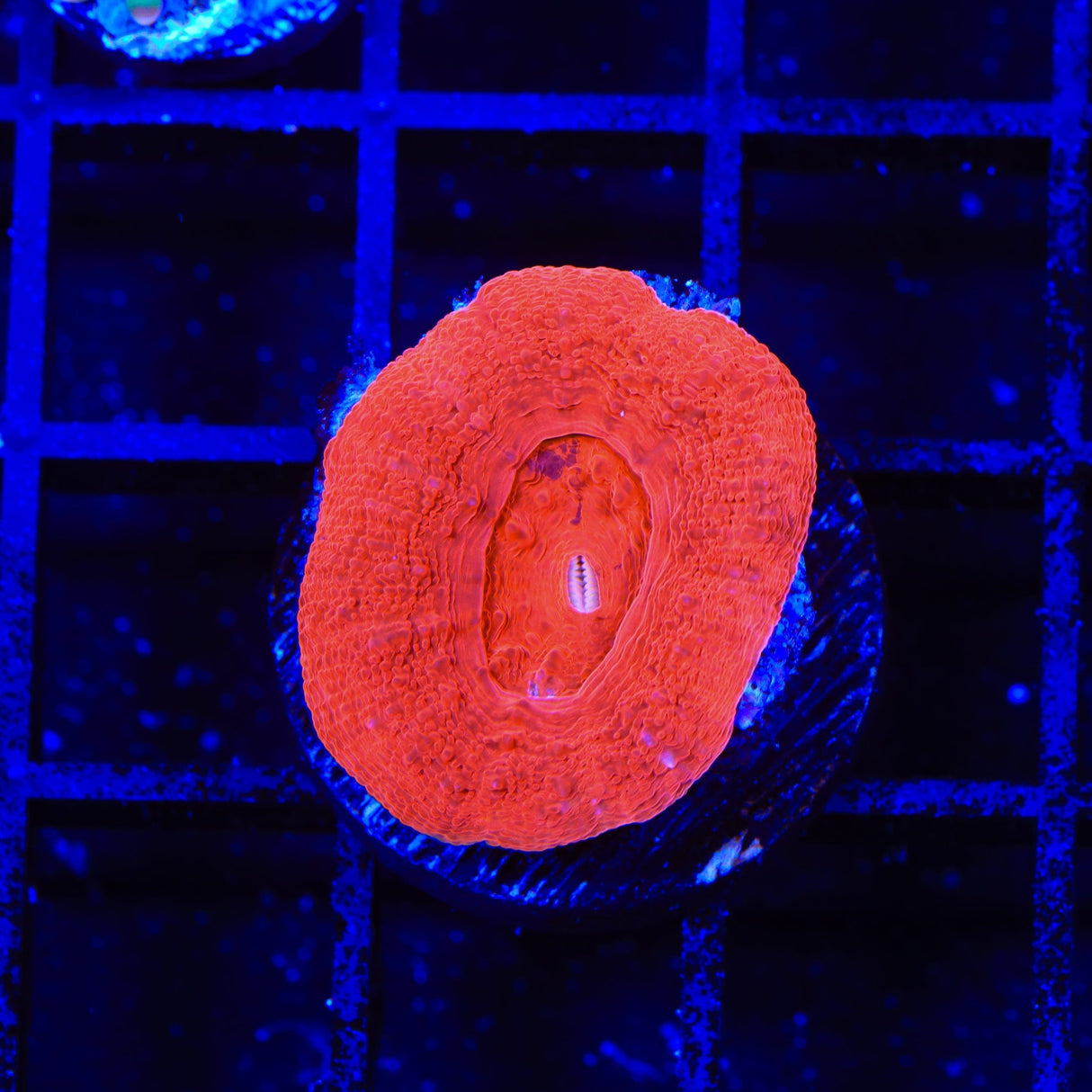 Cherry Bowerbankii Coral