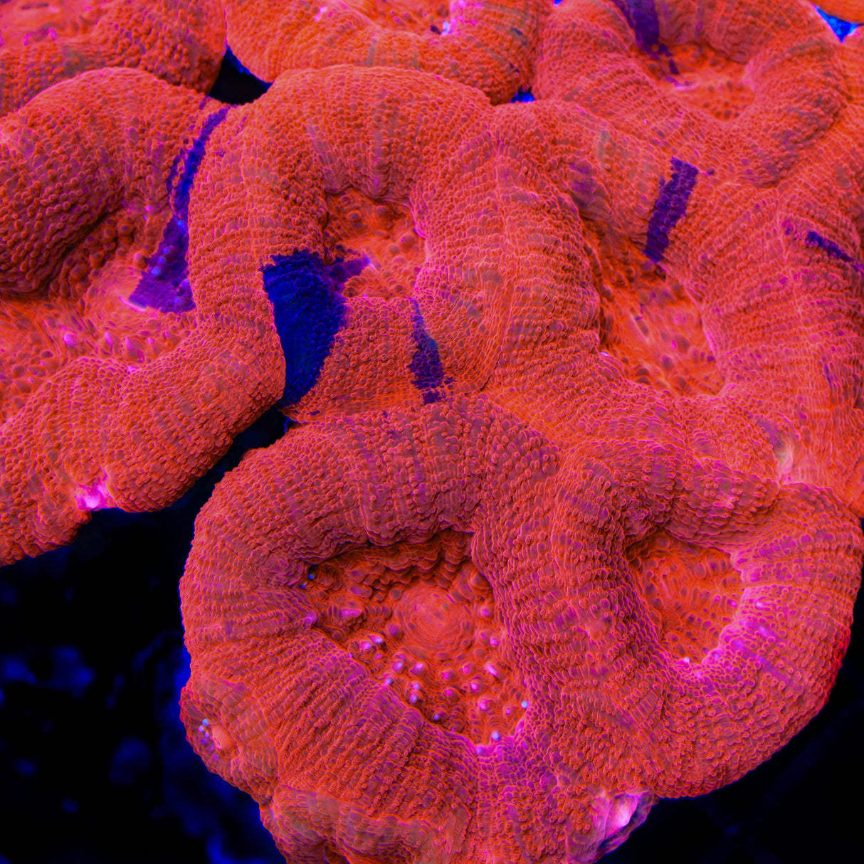 Cherry Bowerbankii Coral