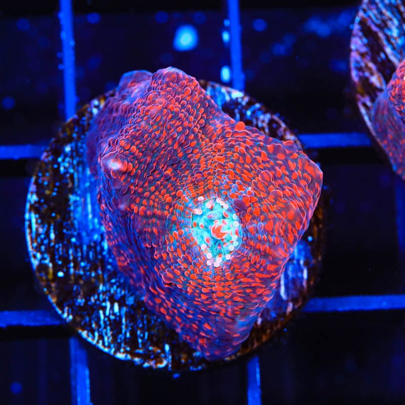 Cherry Garcia Chalice Coral