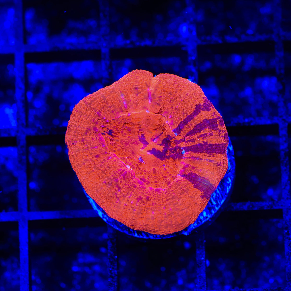 Cherry Grafted Bowerbankii Coral