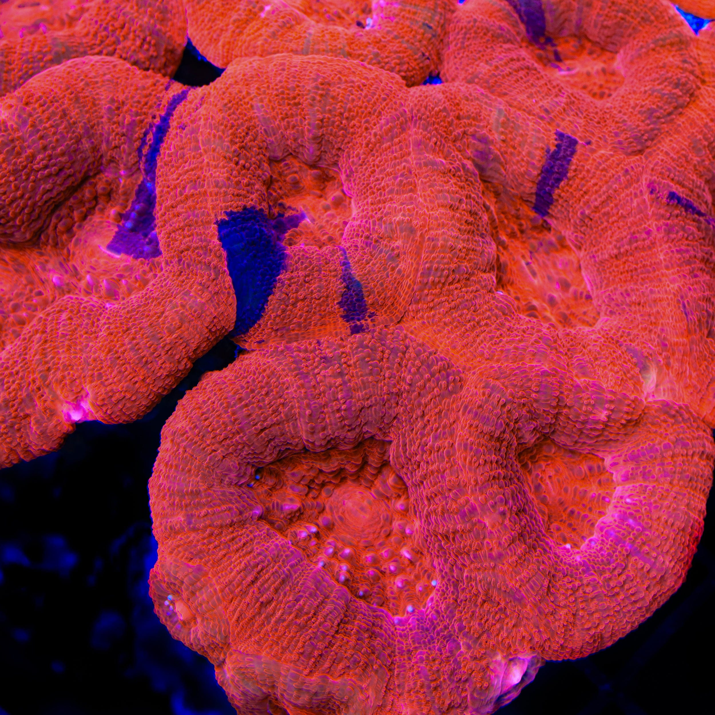 Cherry Grafted Bowerbankii Coral