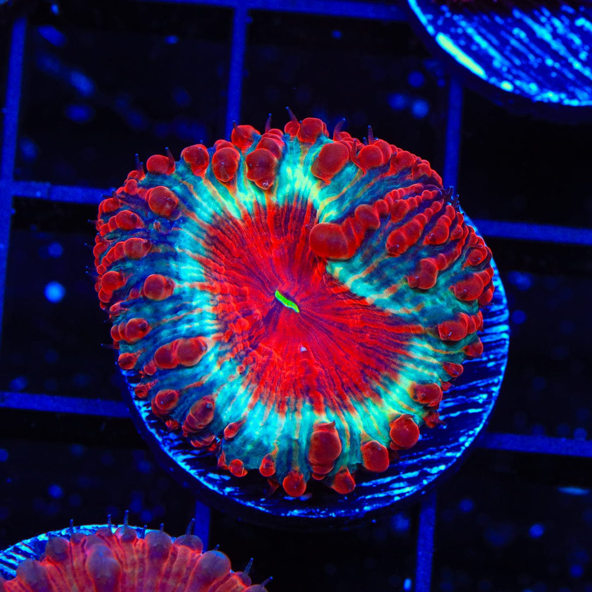 Cherry Pie Blastomussa Coral