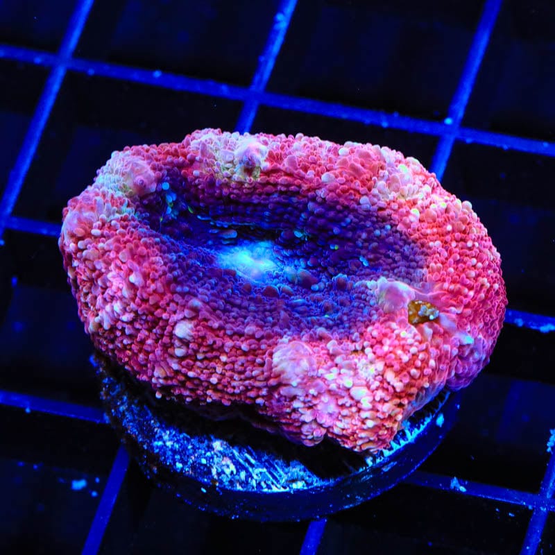 Cherry Pie Bowerbanki Coral