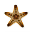Chocolate Chip Starfish – Protoreaster nodosus