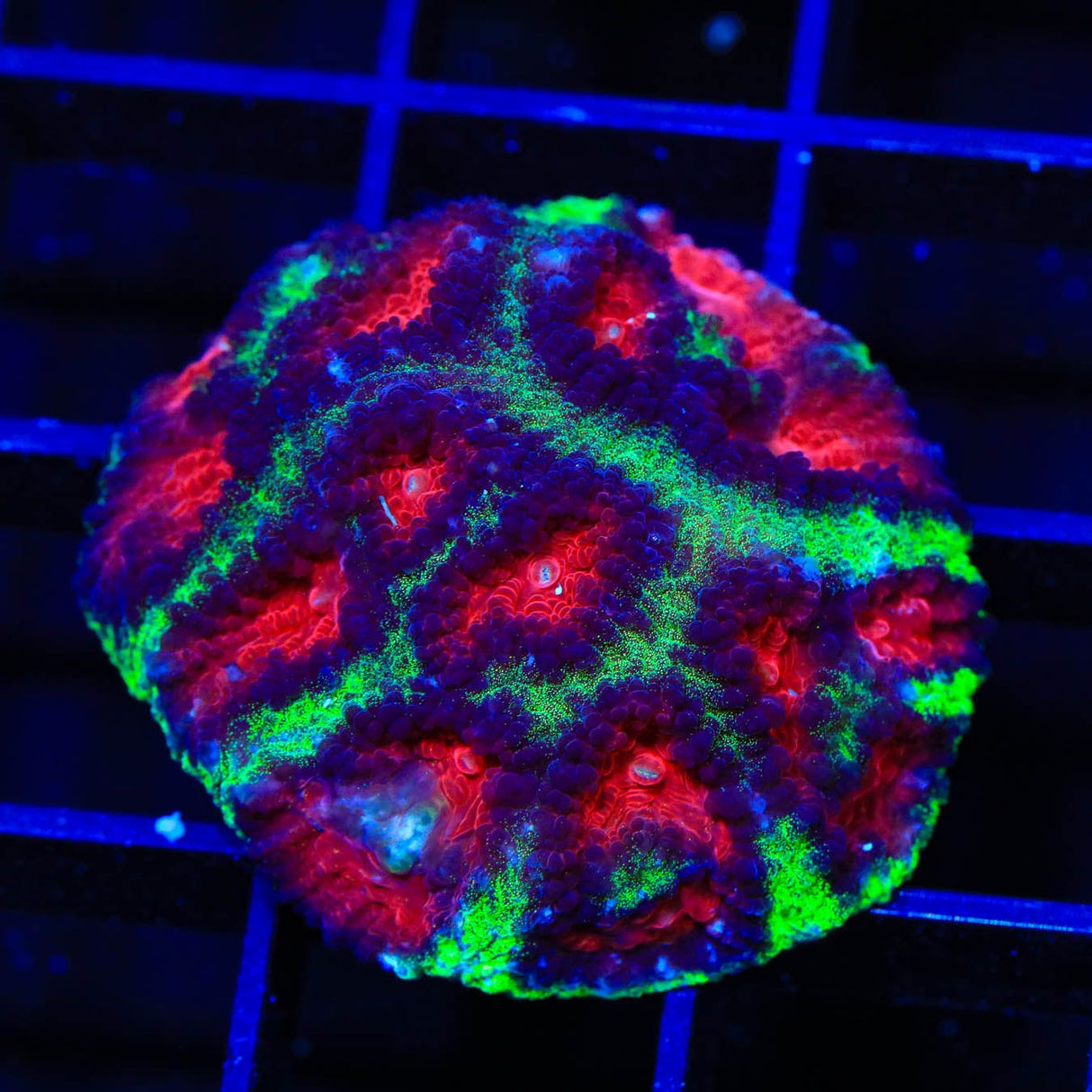 Christmas Favia Coral