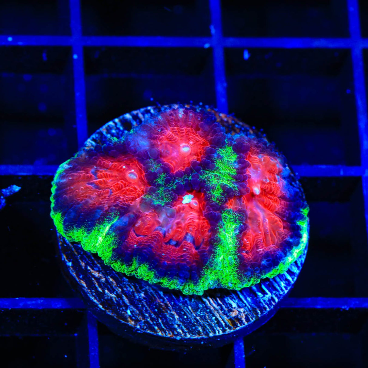 Christmas Favia Coral