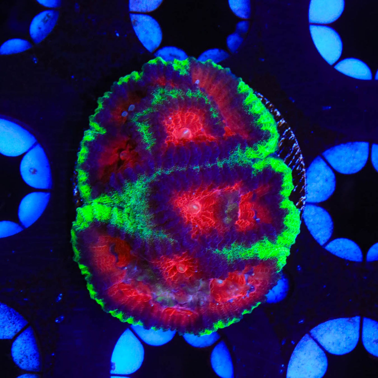 Christmas Favia Coral