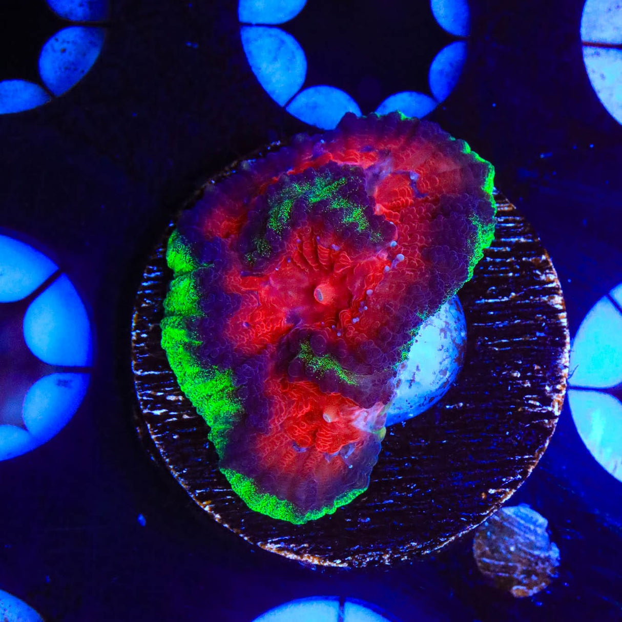 Christmas Favia Coral