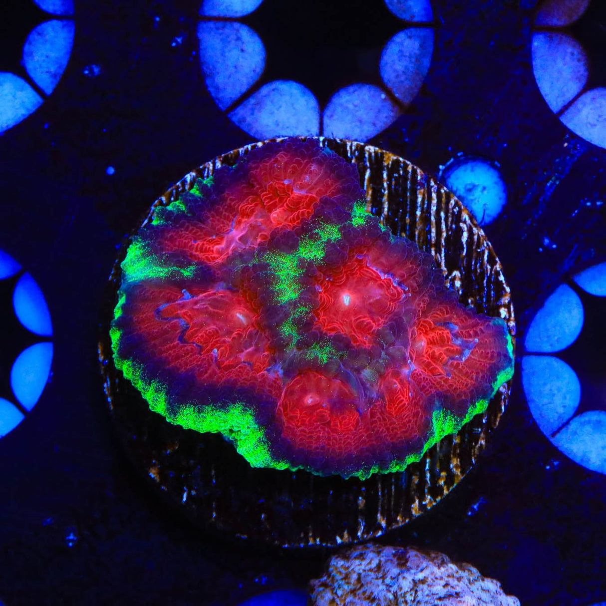 Christmas Favia Coral