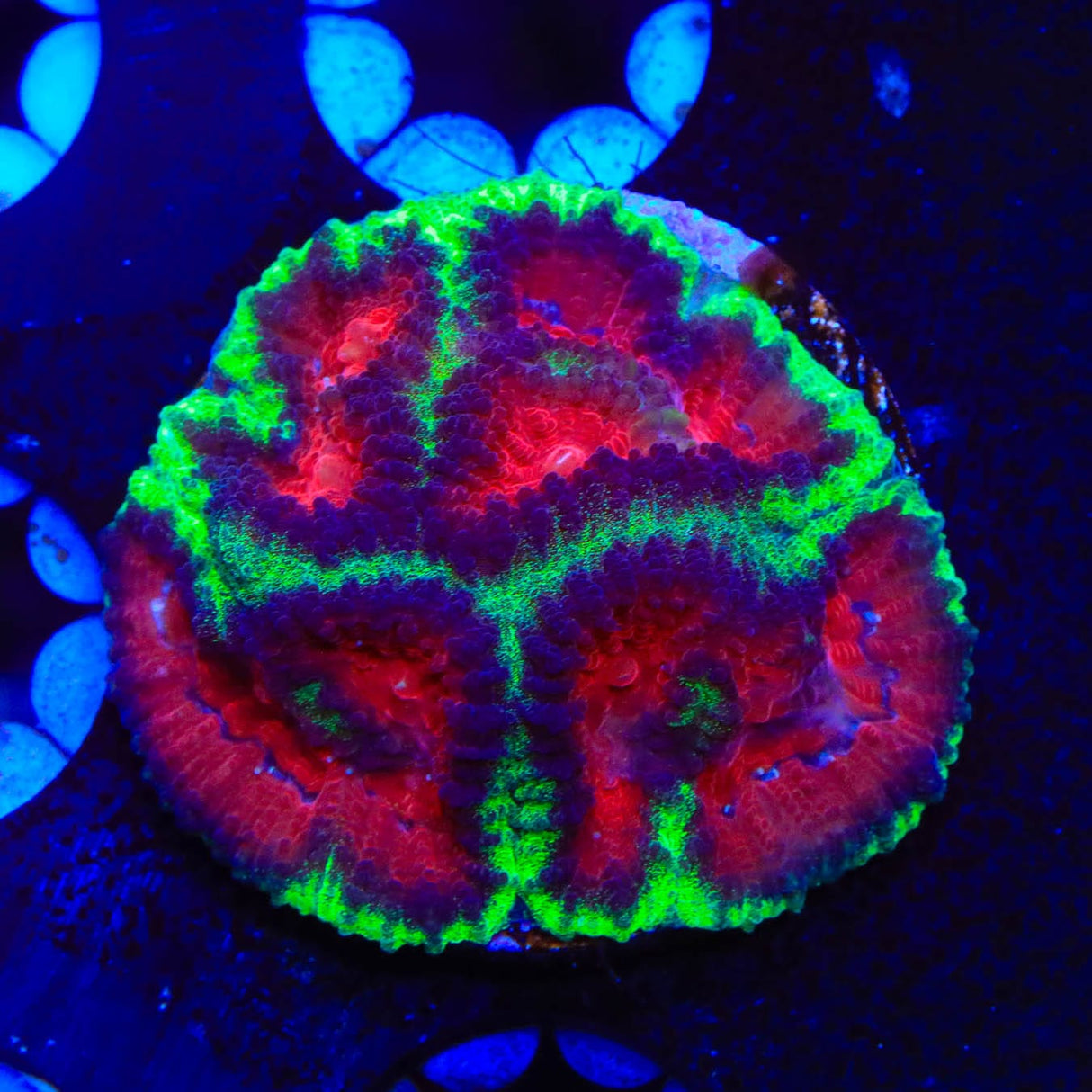 Christmas Favia Coral