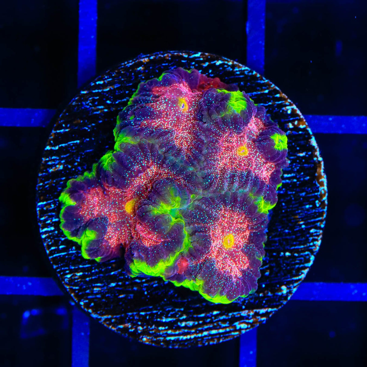 Christmas Favia Coral