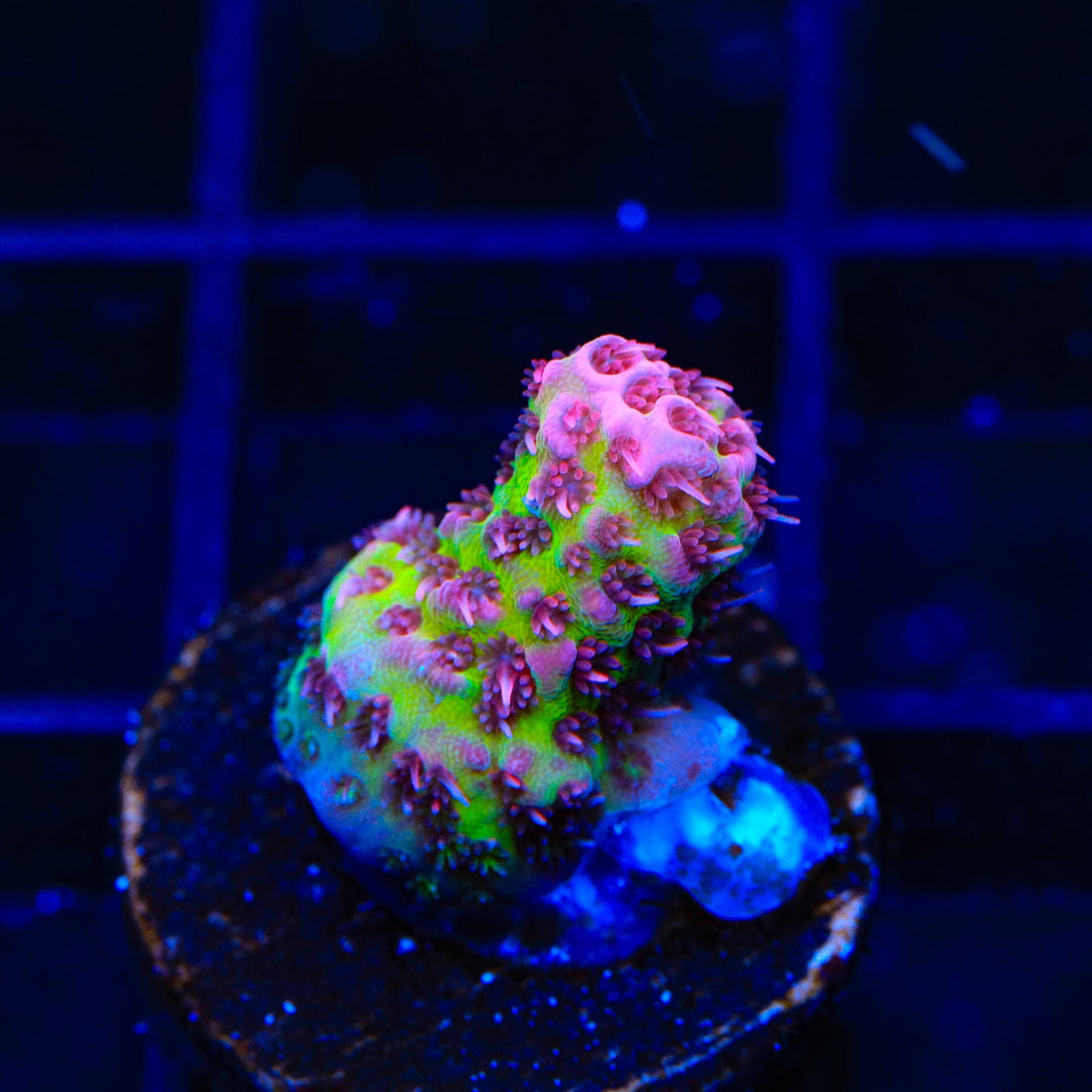 Christmas Mirabilis Acropora Coral