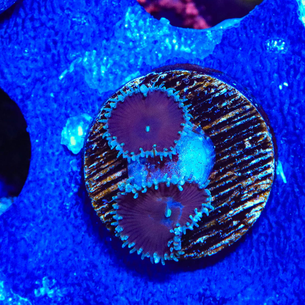 Cinnamon Palythoa Coral