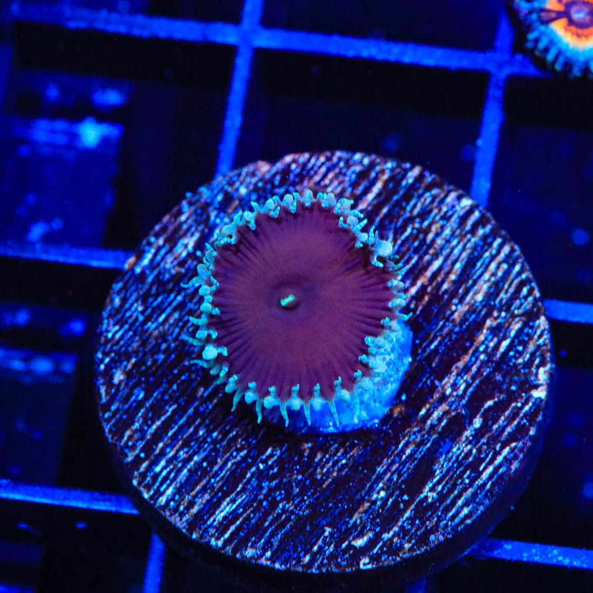 Cinnamon Palythoa Coral