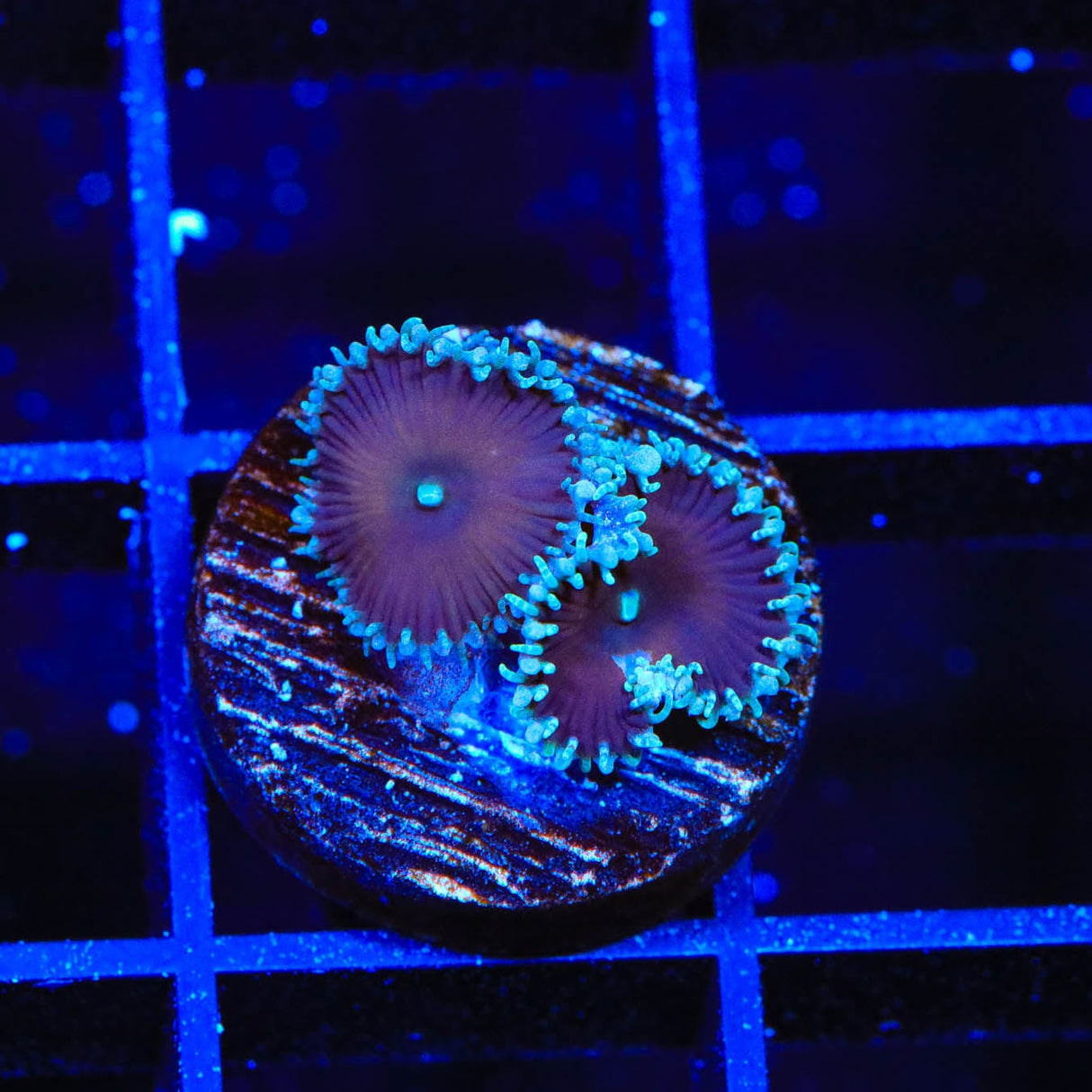 Cinnamon Palythoa Coral