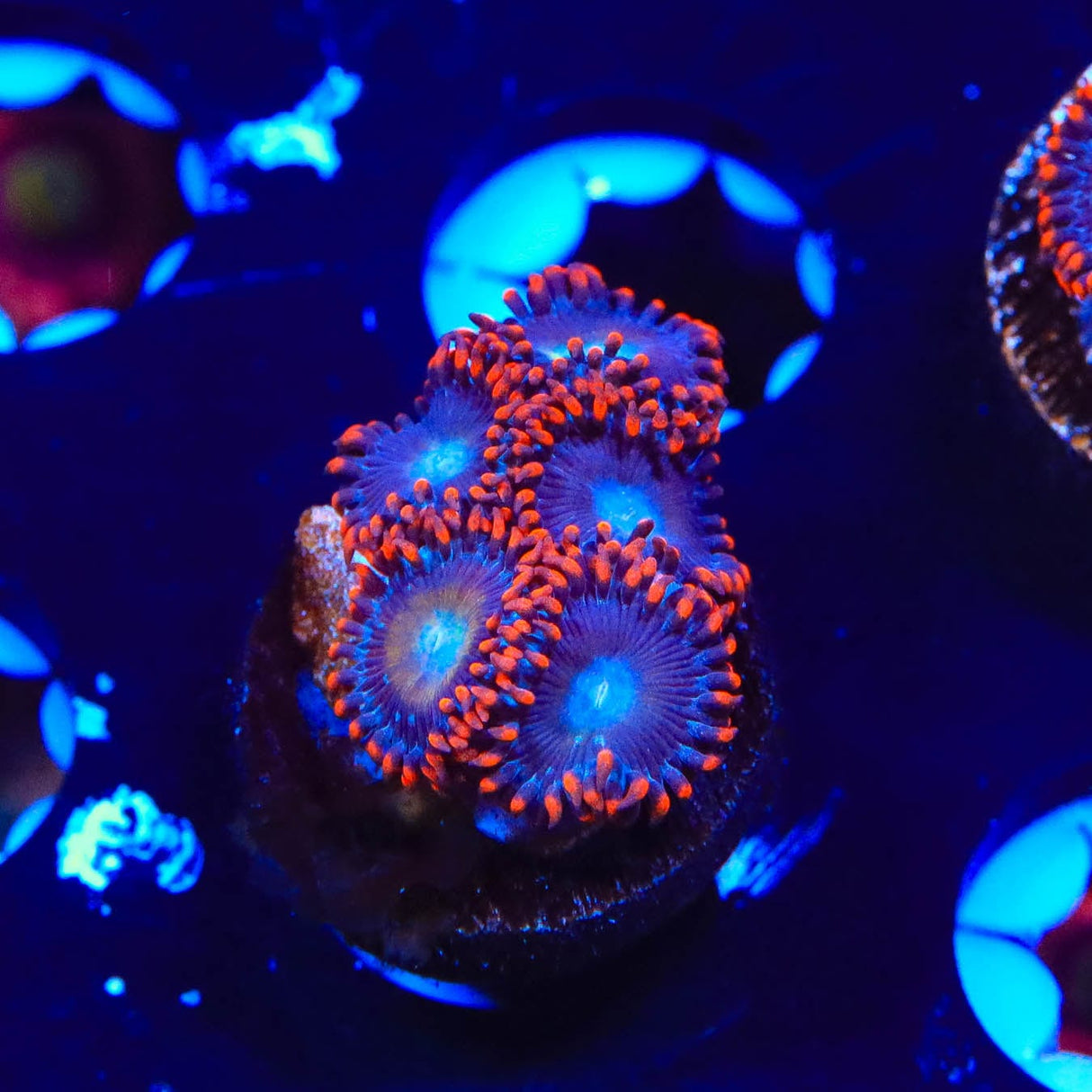 Circus Freak Zoanthids Coral