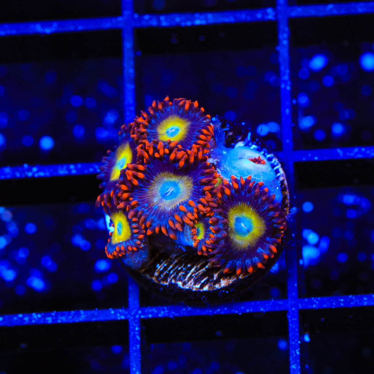 Circus Freak Zoanthids Coral