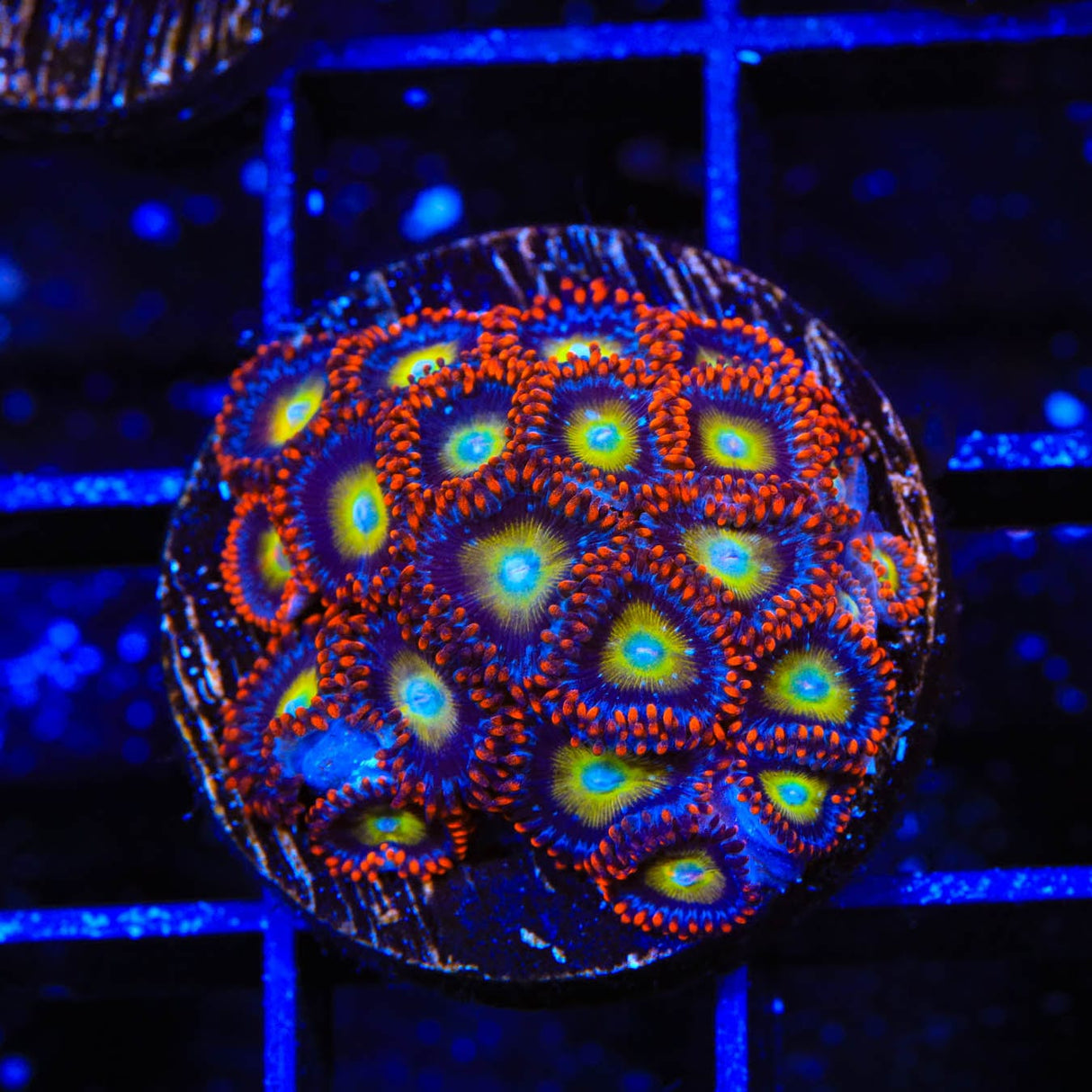 Circus Freak Zoanthids Coral
