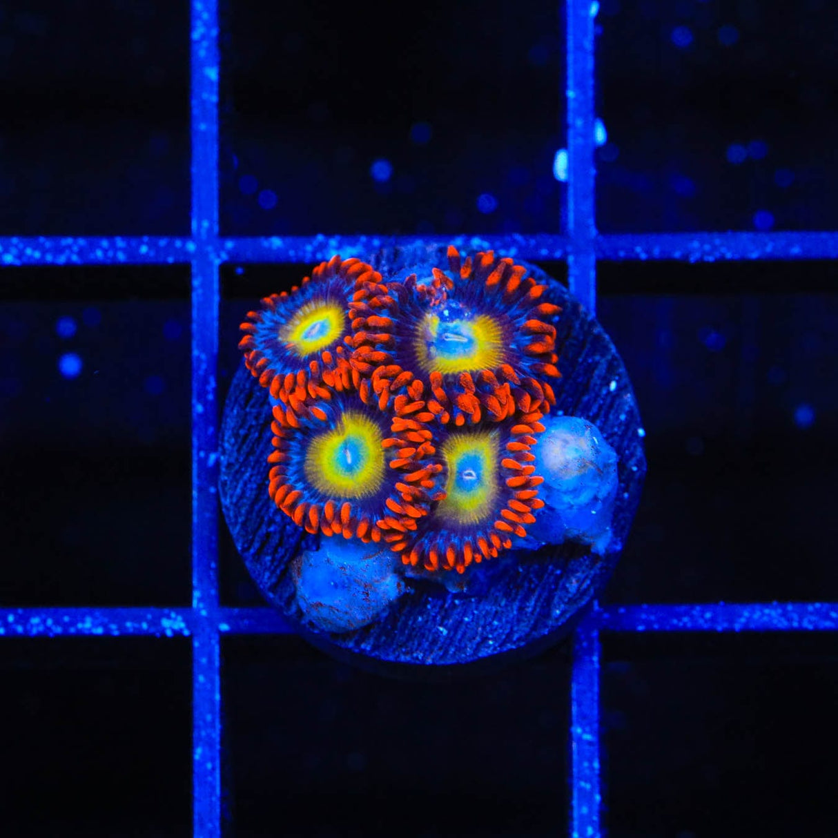 Circus Freak Zoanthids Coral