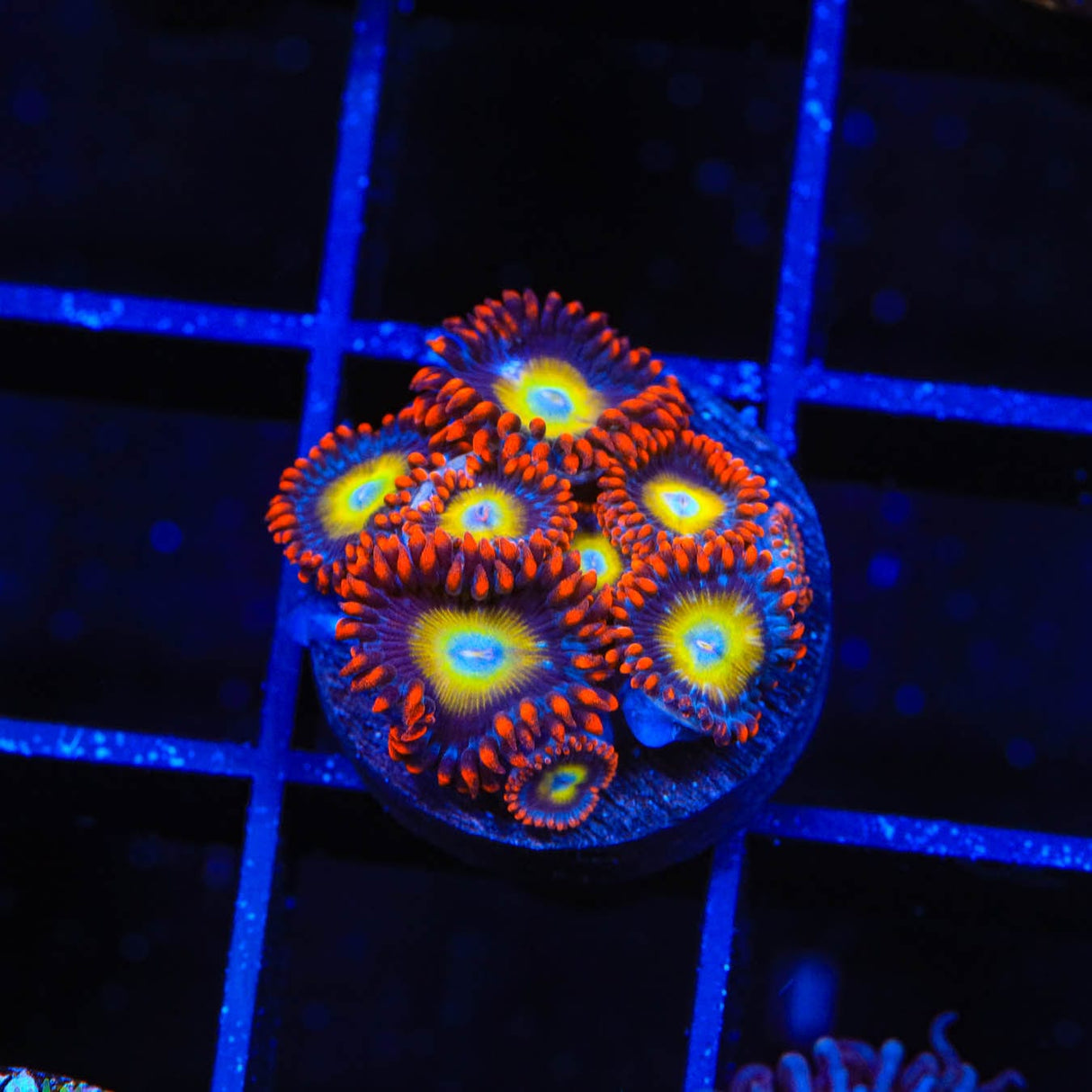 Circus Freak Zoanthids Coral