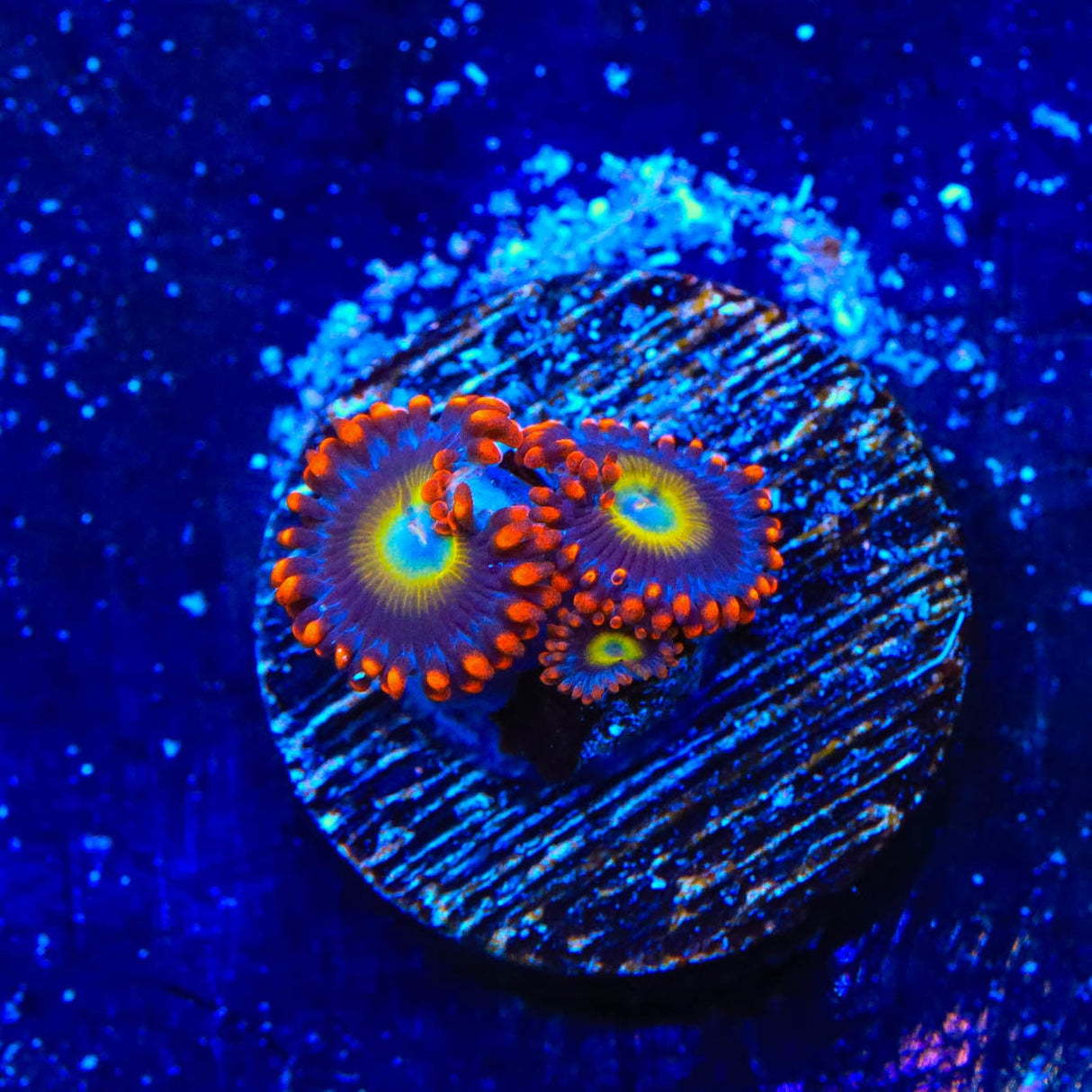 Circus Freak Zoanthids Coral
