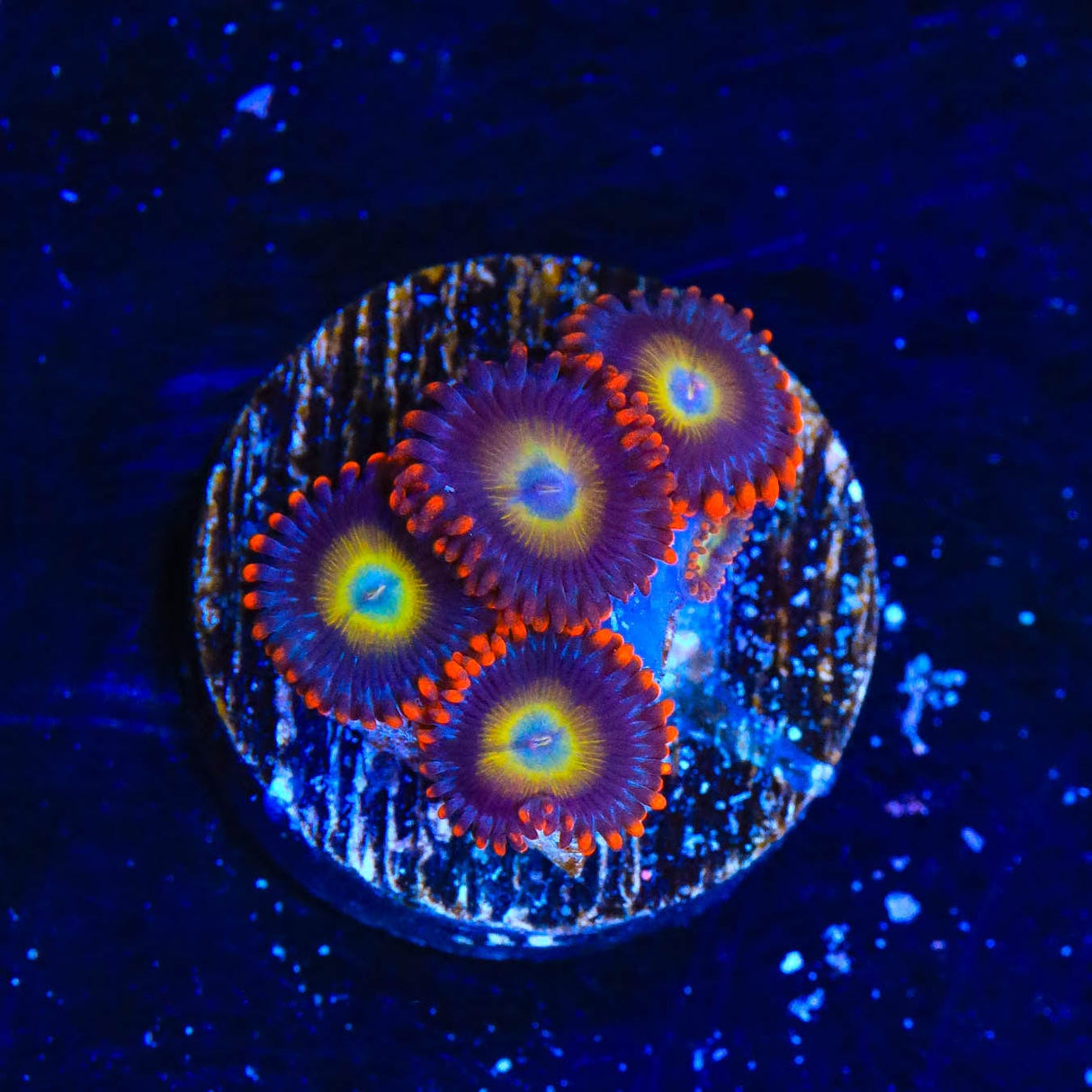 Circus Freak Zoanthids Coral