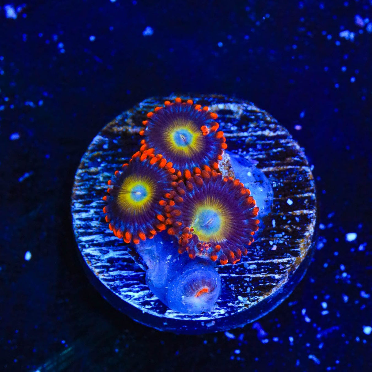 Circus Freak Zoanthids Coral