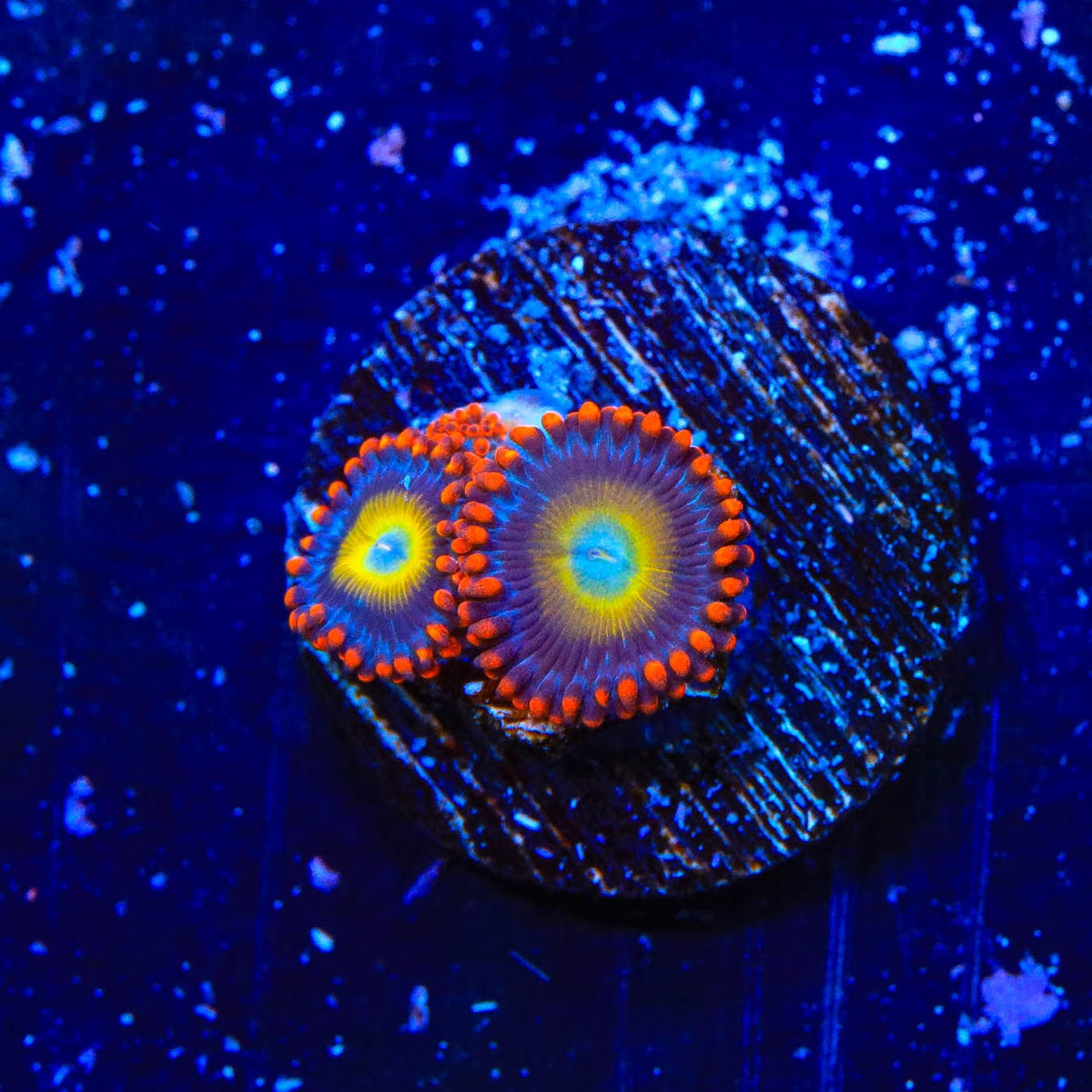 Circus Freak Zoanthids Coral