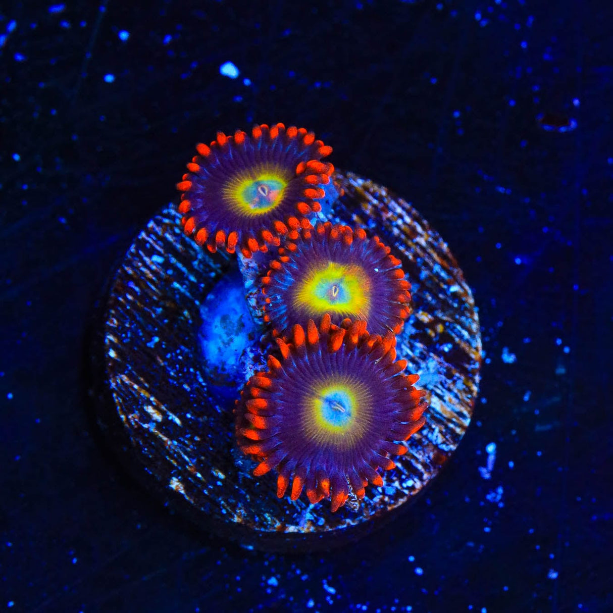 Circus Freak Zoanthids Coral