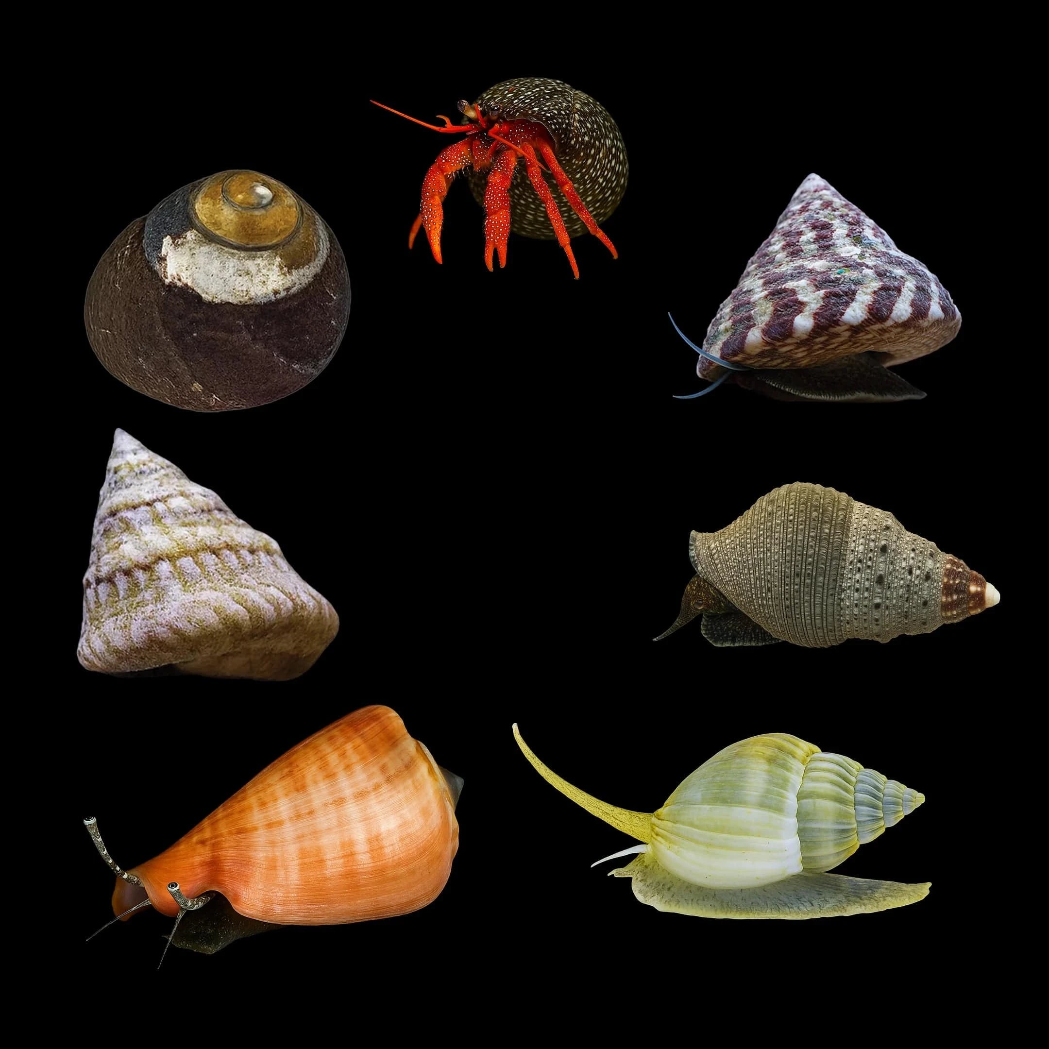 Clean Up Crew Invert Pack