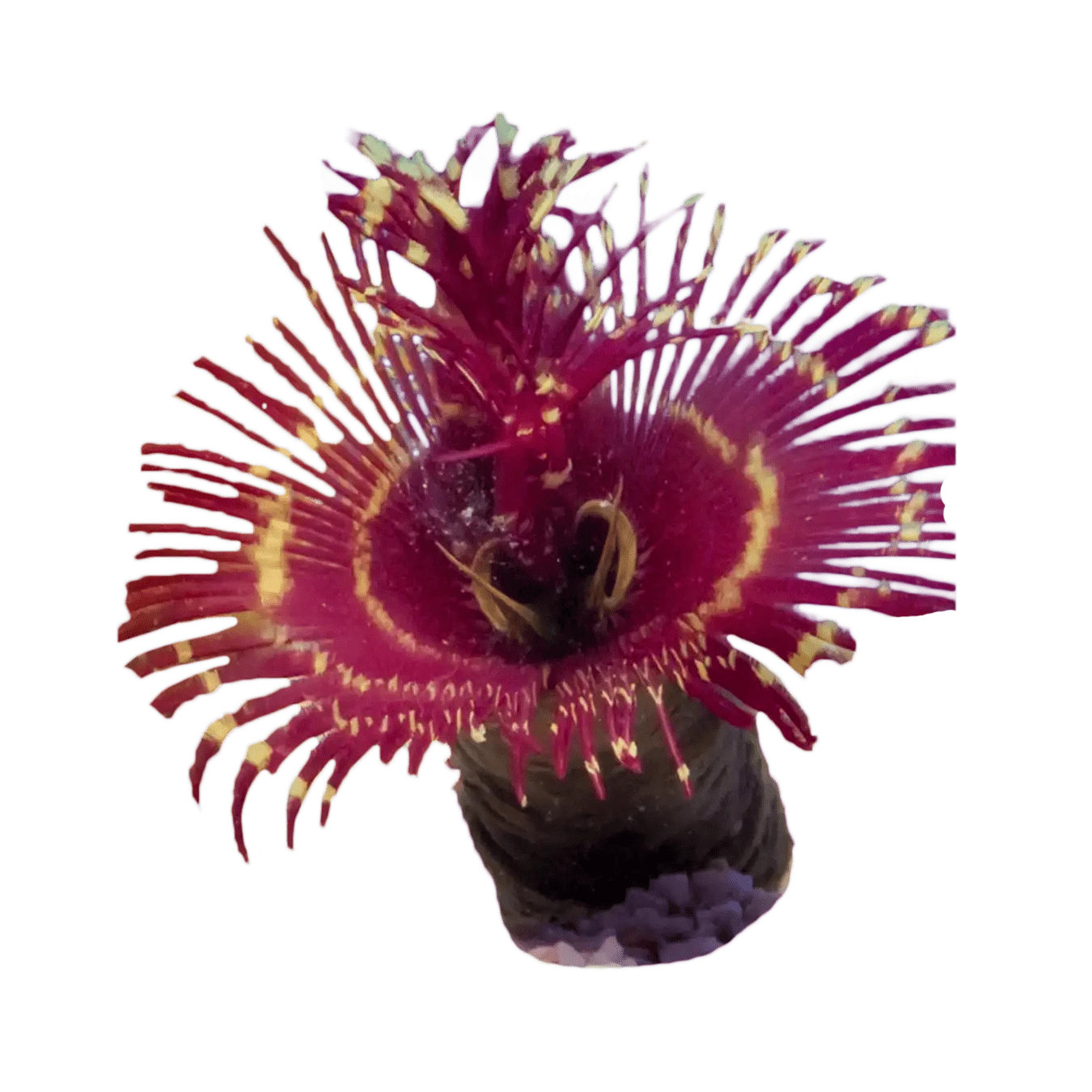 Coco Worm Feather Duster