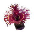 Coco Worm Feather Duster