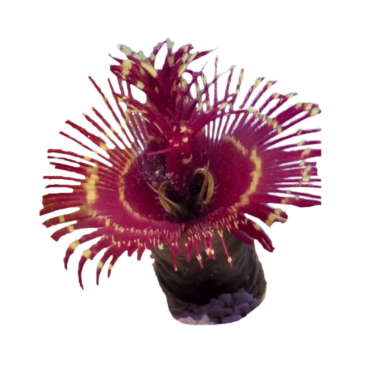 Coco Worm Feather Duster