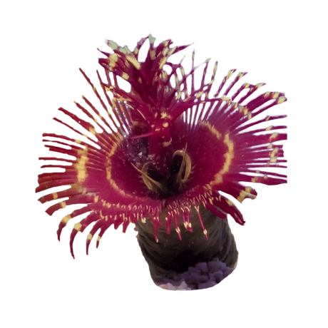 Coco Worm Feather Duster