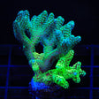 Combo Birdsnest XL Frag Coral