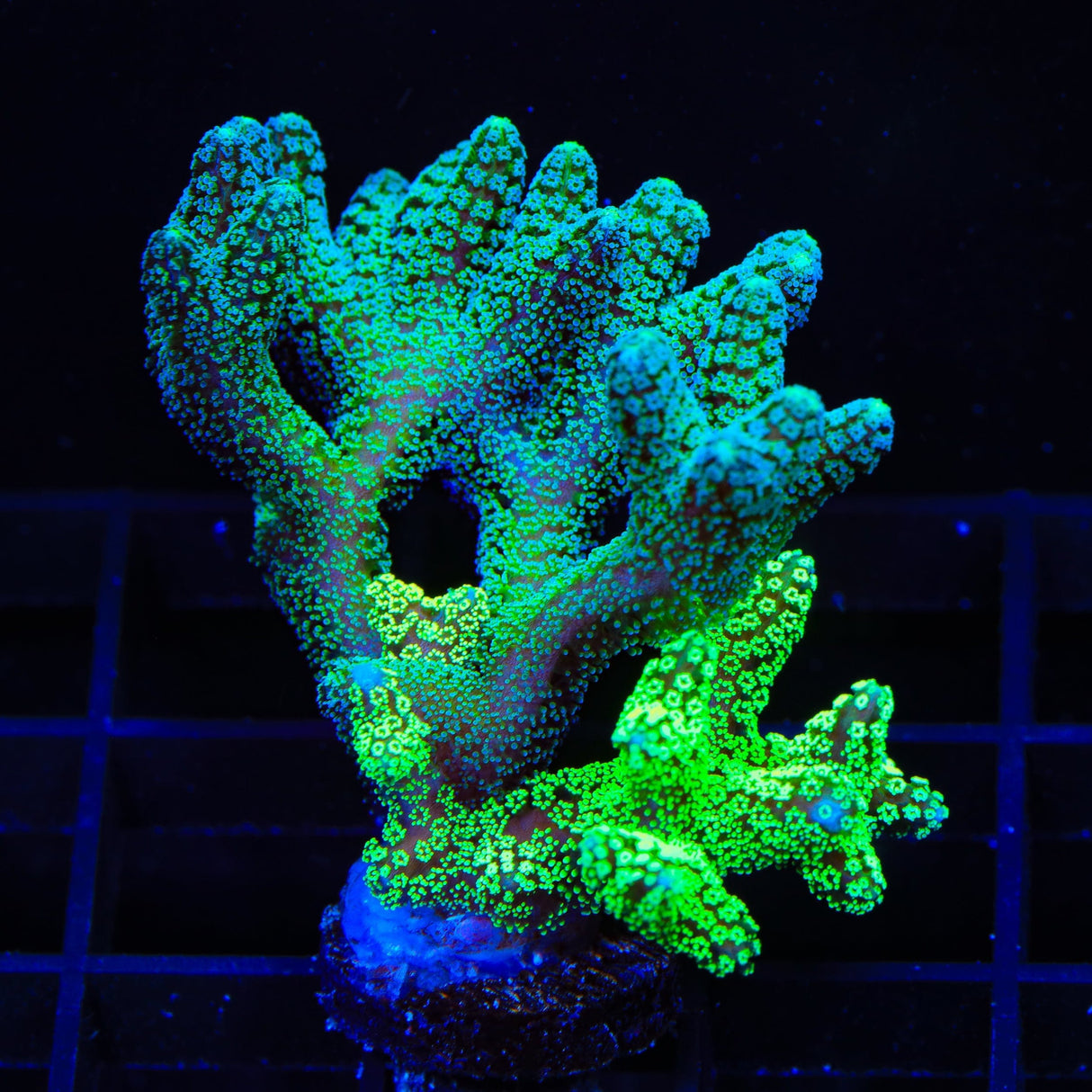 Combo Birdsnest XL Frag Coral