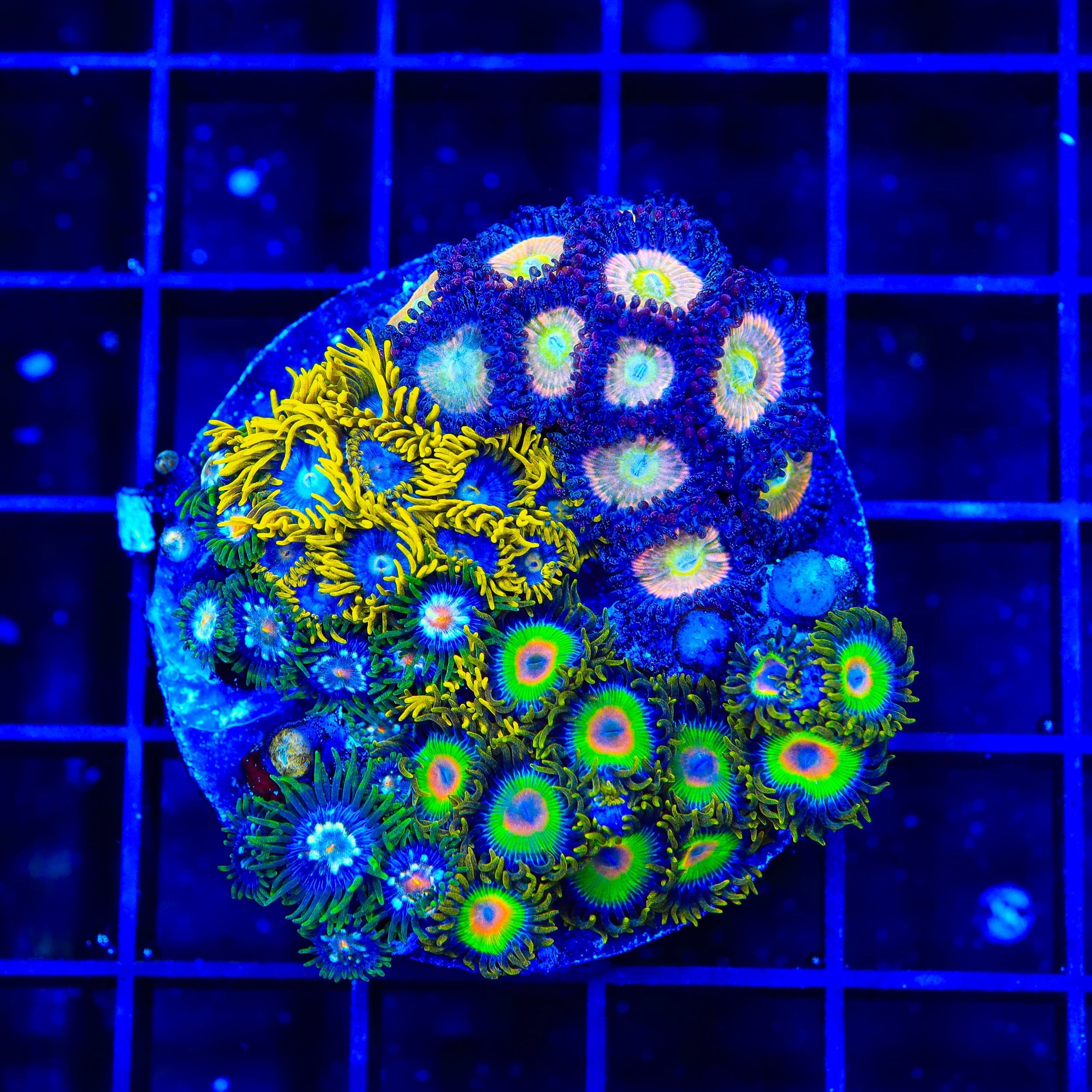 Combo Zoanthids Colony Coral