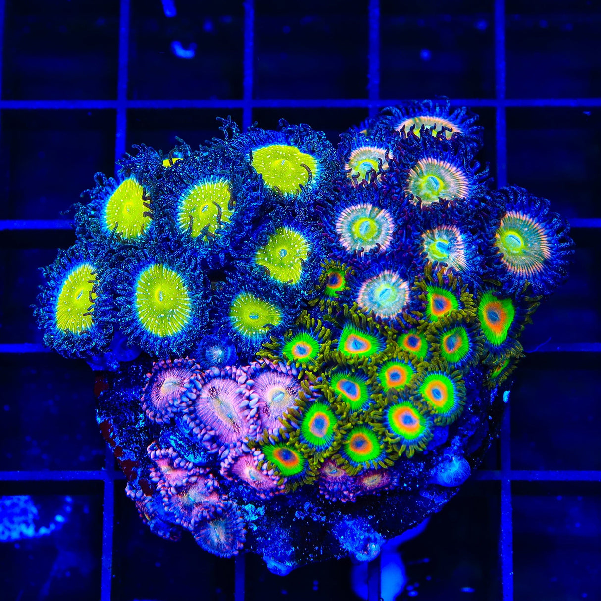 Combo Zoanthids Colony Coral