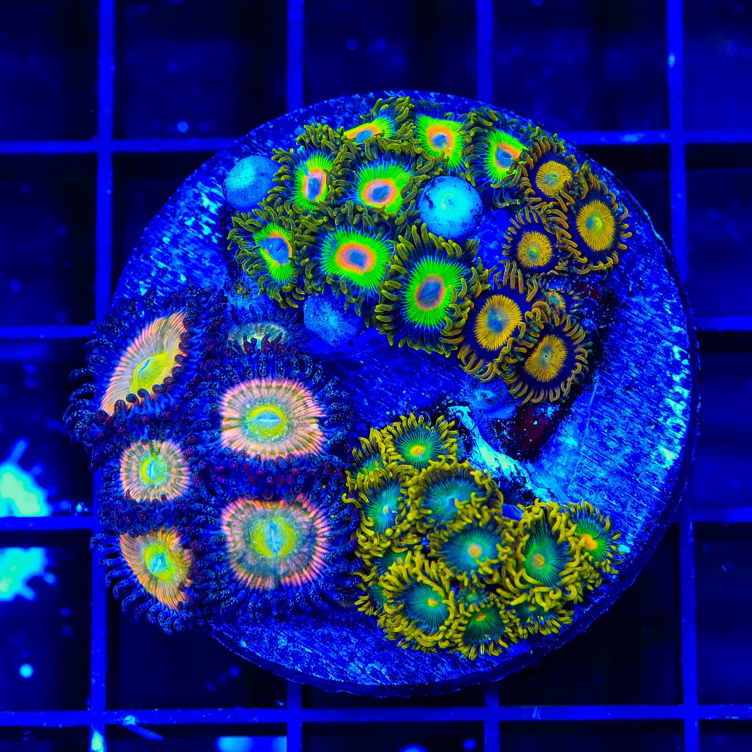 Combo Zoanthids Colony Coral