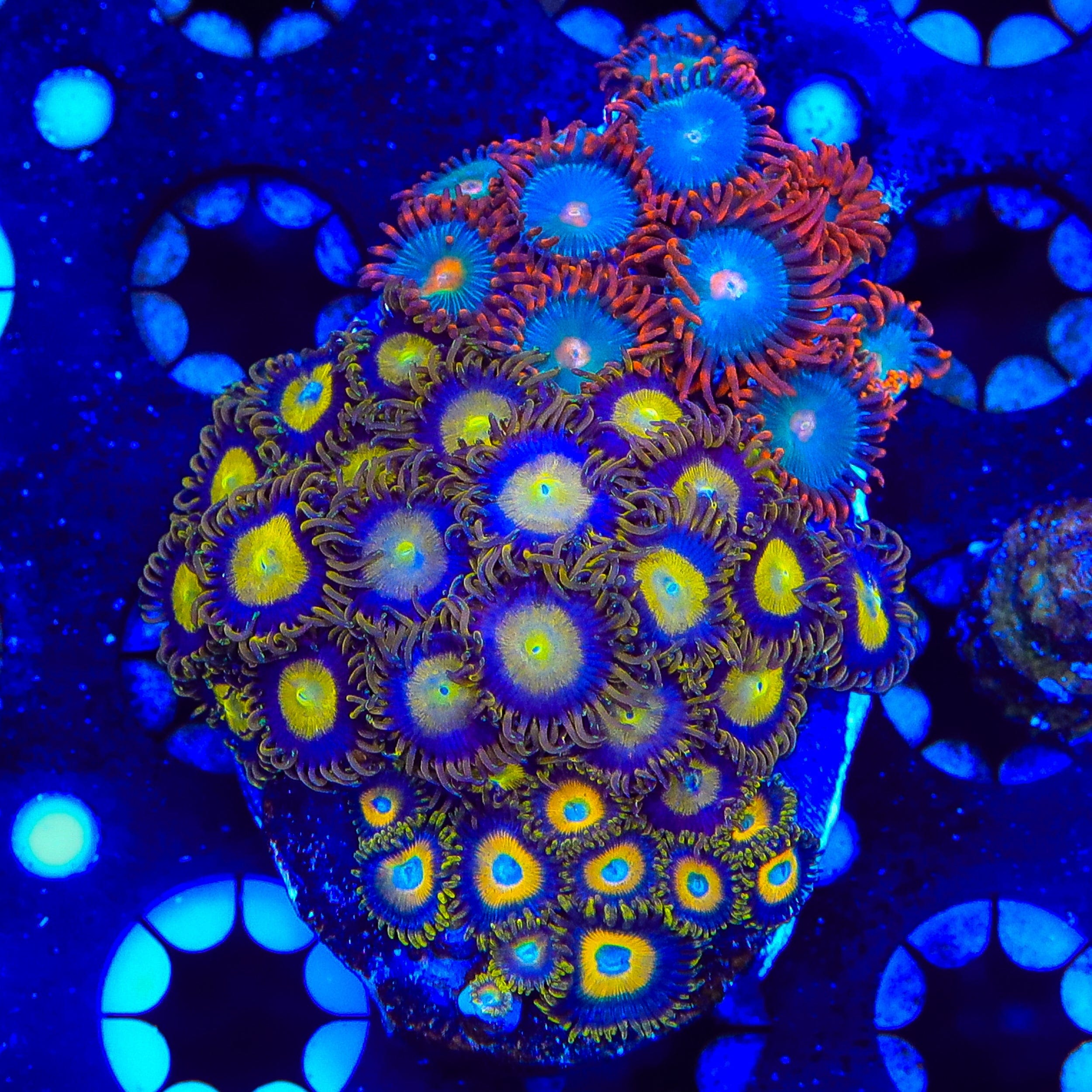 Combo Zoanthids Colony Coral
